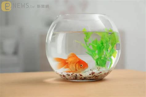 魚跳出魚缸風水|魚缸風水學問多！注意4大重點：轉運又催財